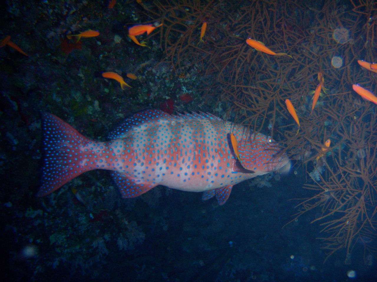 Plectropomus pessuliferus marisrubri (Cernia dei coralli maculata)